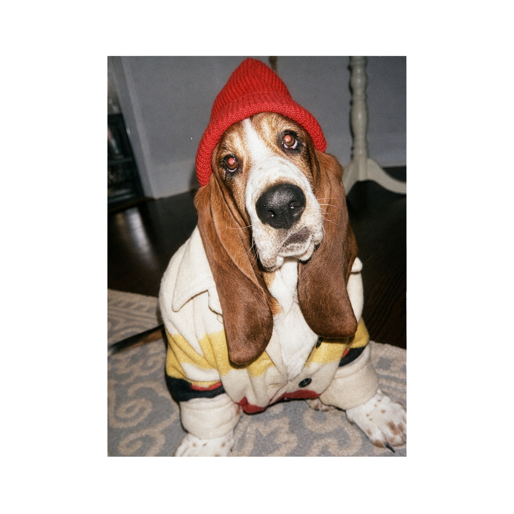 "Slow Morning" - Framed Pet Portrait