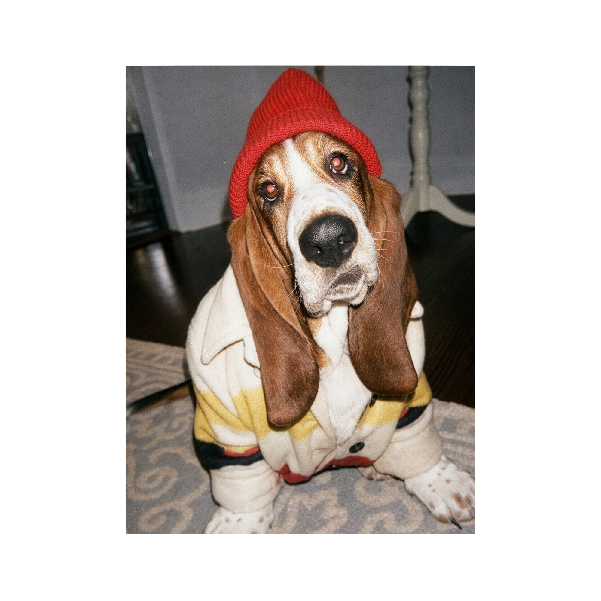"Slow Morning" - Framed Pet Portrait