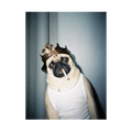 "His Majesty"  - Framed Pet Portrait
