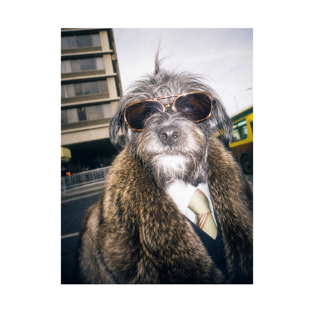 "City Boy"  - Framed Pet Portrait
