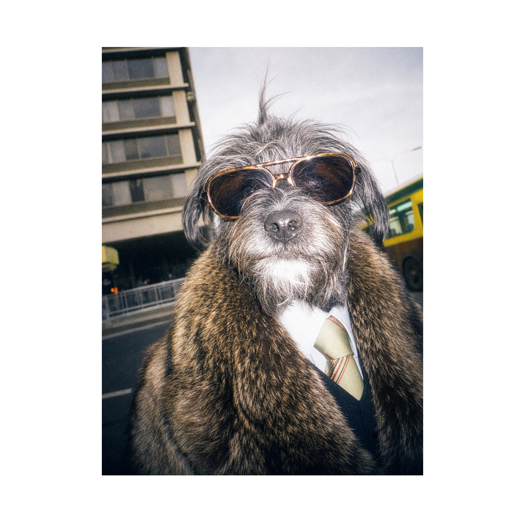 "City Boy"  - Framed Pet Portrait