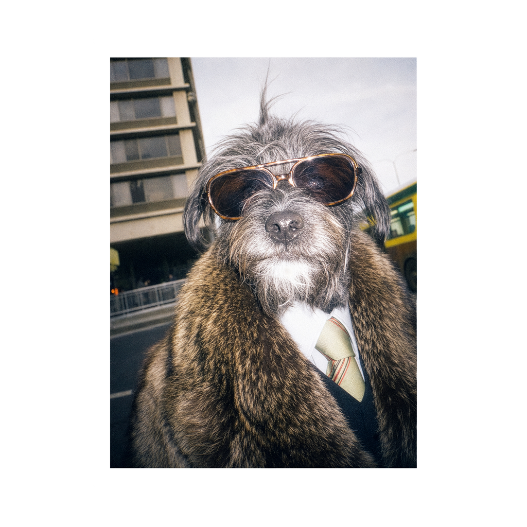 "City Boy"  - Framed Pet Portrait