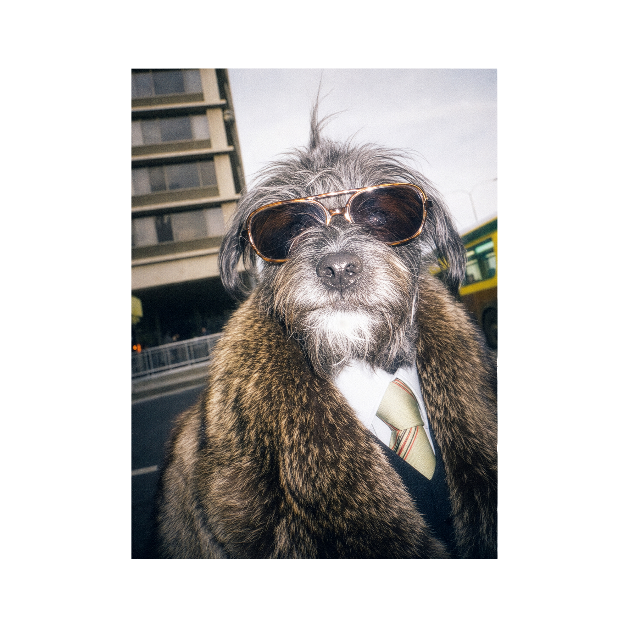 "City Boy"  - Framed Pet Portrait