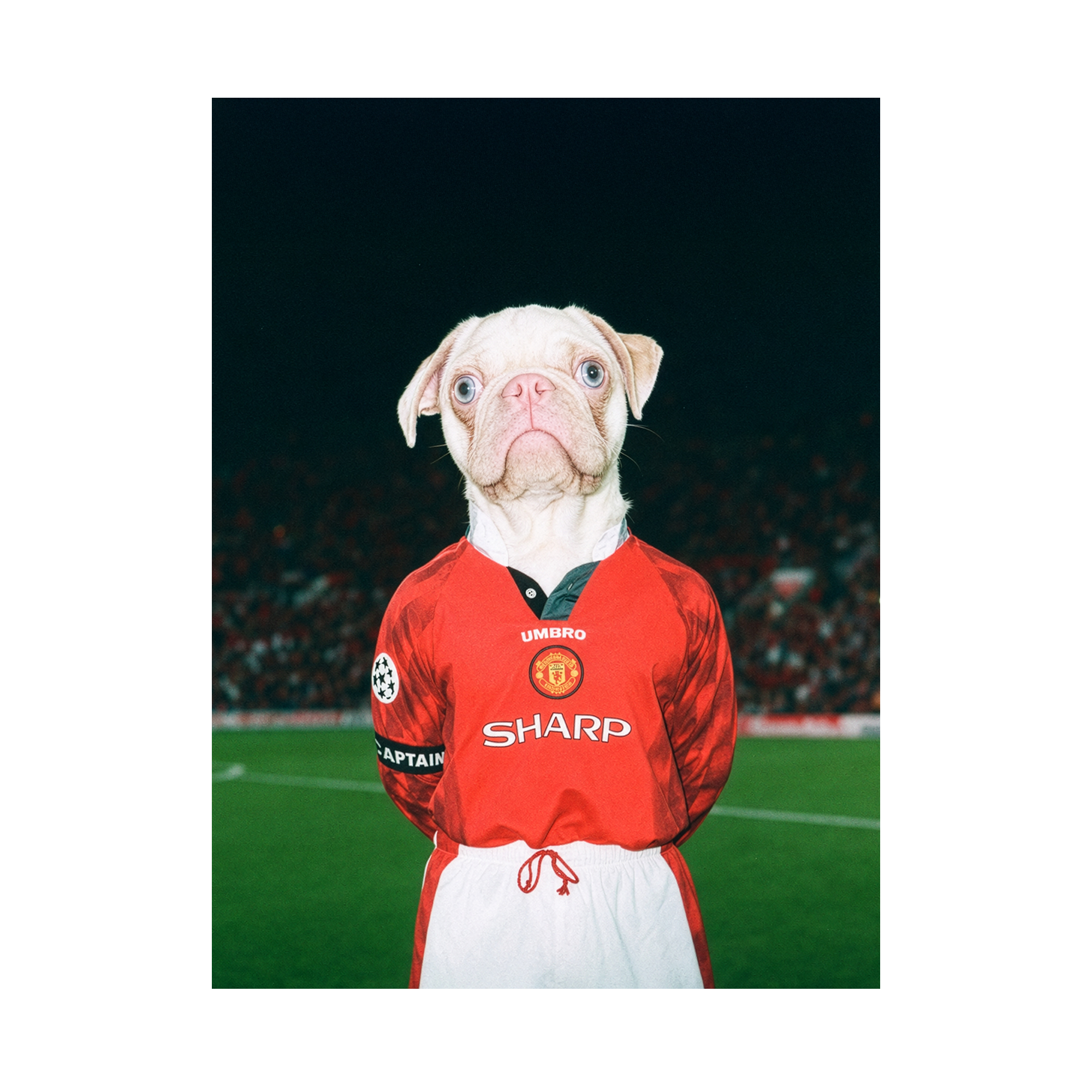 "Old Trafford" - Framed Pet Portrait