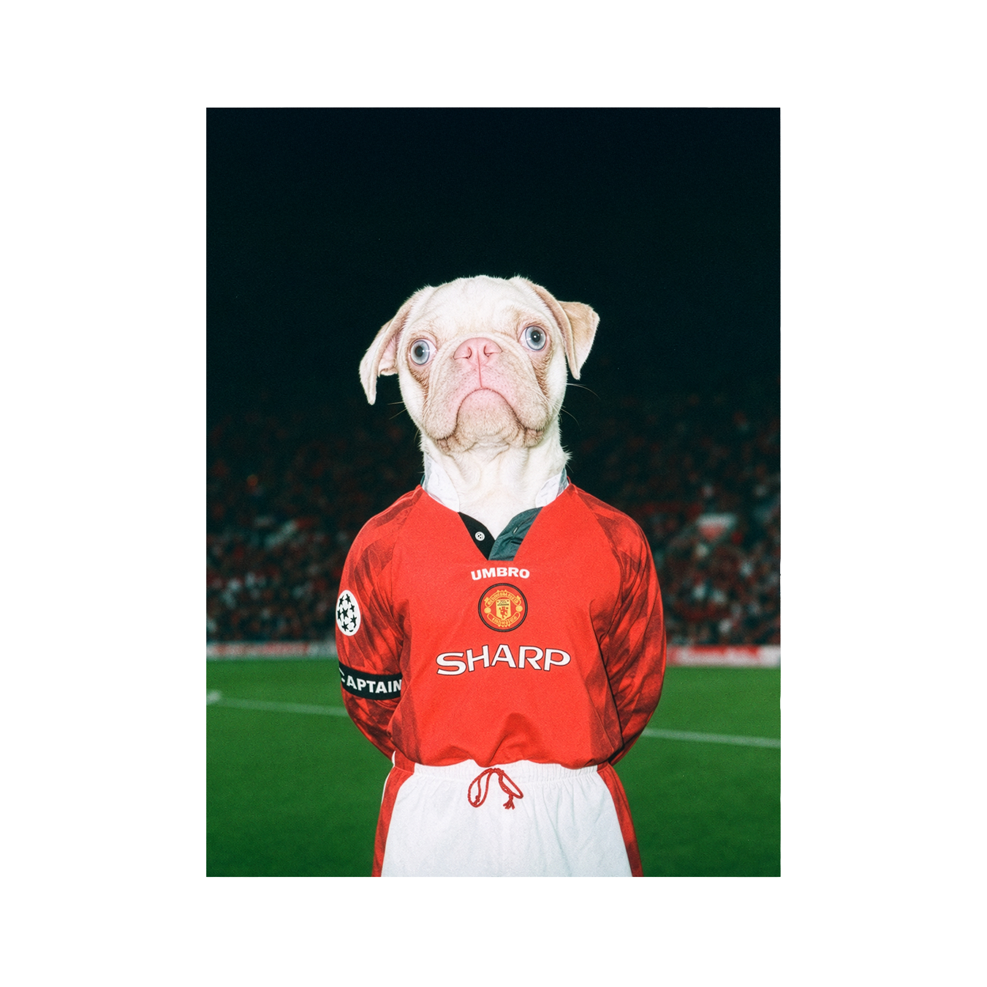 "Old Trafford" - Framed Pet Portrait