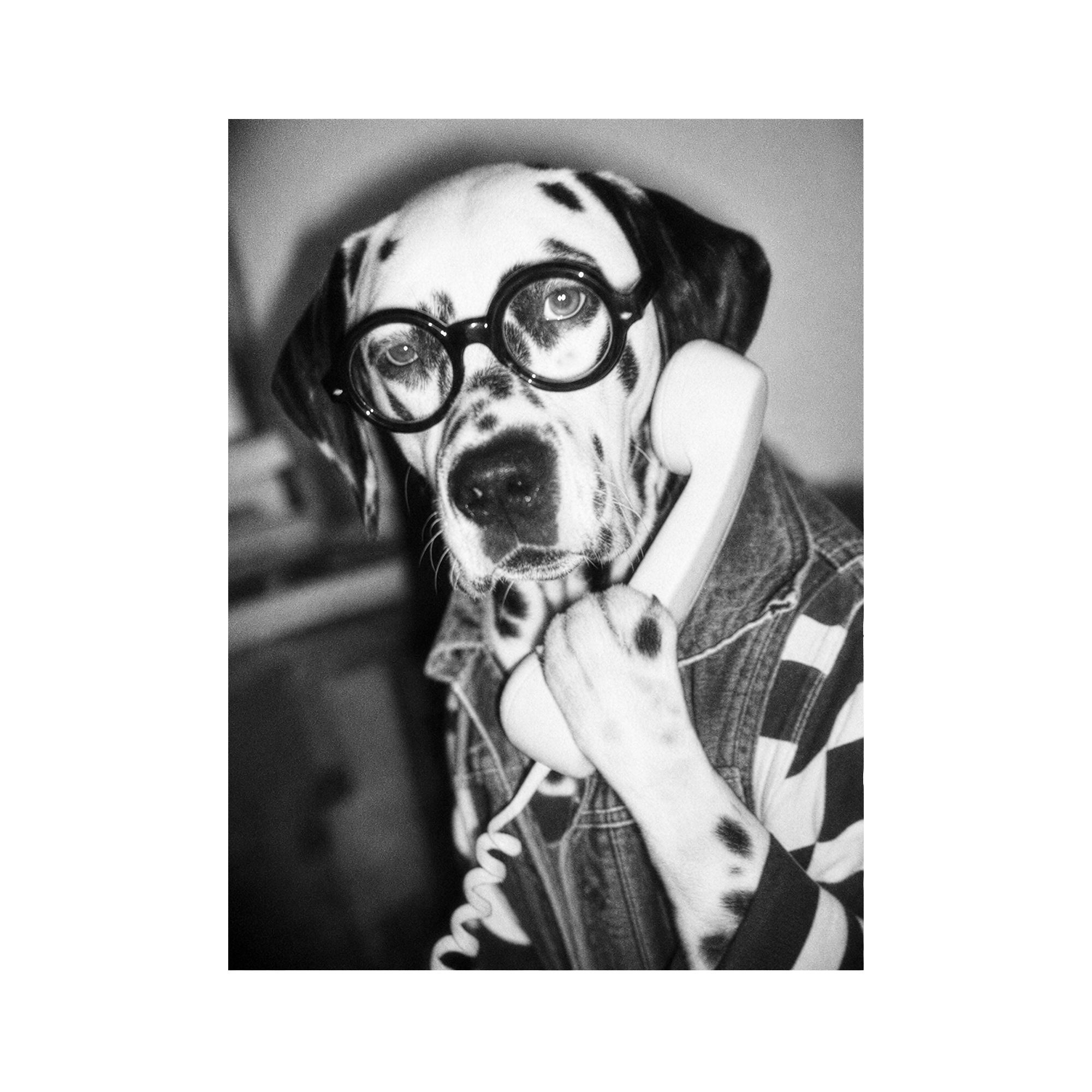 "Hold The Line"  - Framed Pet Portrait