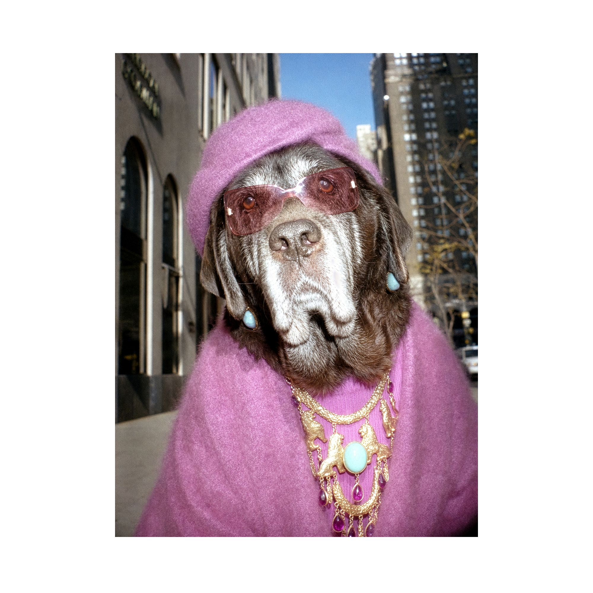 "Fifth Avenue" - Framed Pet Portrait