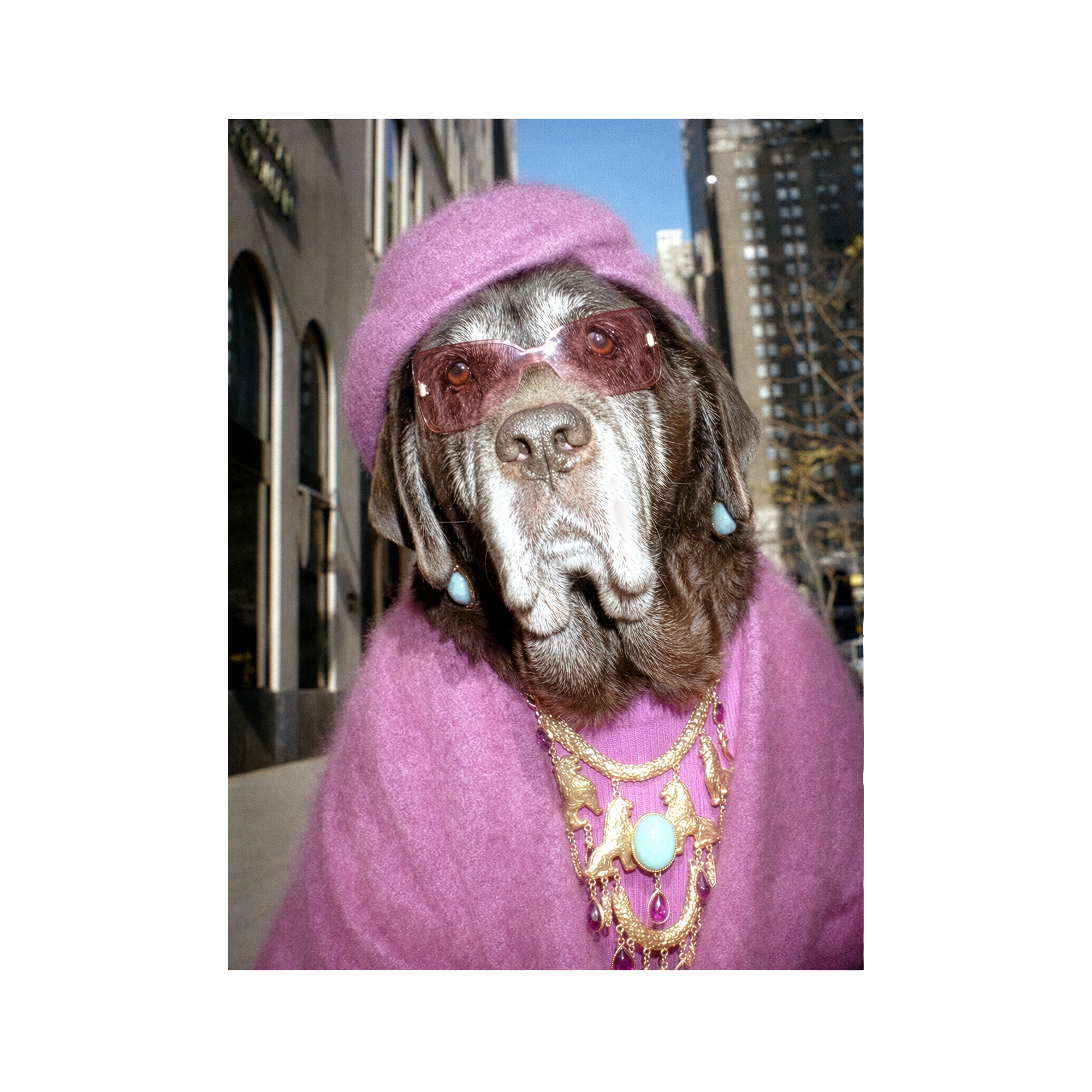 "Fifth Avenue" - Framed Pet Portrait